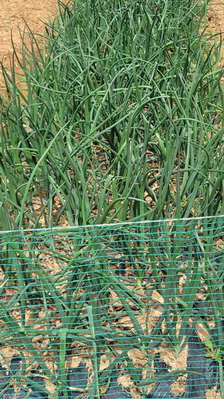 영범김님의 🌱내 작물 자랑하기! · 참여글 작성글 사진