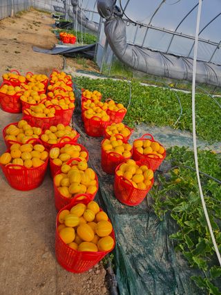 참외님의 🌱내 작물 자랑하기! · 참여글 작성글 사진