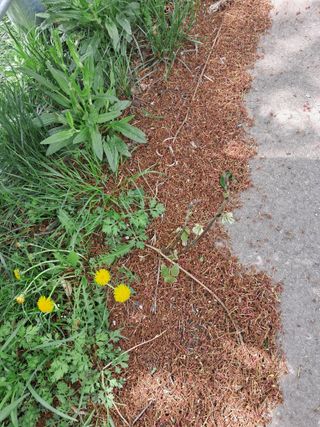 고산국토사랑풀뽑기님의 자유주제 · 자유게시판 작성글 사진