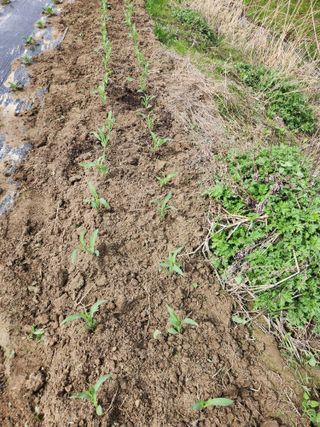 장안님의 🌱내 작물 자랑하기! · 참여글 작성글 사진
