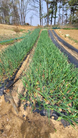 영범김님의 🌱내 작물 자랑하기! · 참여글 작성글 사진