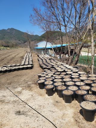 민초피 농원님의 🌱내 작물 자랑하기! · 참여글 작성글 사진