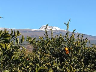 중촌님의 🌱내 작물 자랑하기! · 참여글 작성글 사진