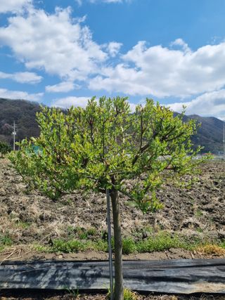 연산나무농장님의 자유주제 · 자유게시판 작성글 사진