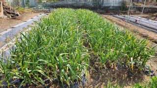 정철환님의 🌱내 작물 자랑하기! · 참여글 작성글 사진