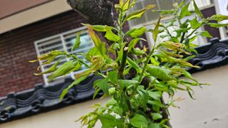 김미옥님의 농사, 무엇이든 물어보세요! · 참여글 작성글 사진