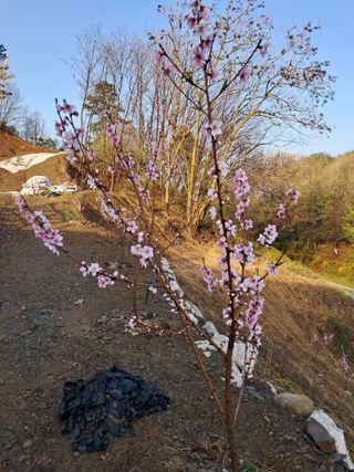 대파21189님의 🌱내 작물 자랑하기! · 참여글 작성글 사진
