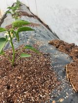 팜모닝 농사, 무엇이든 물어보세요!·참여글 게시글 이미지