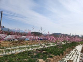 댕이골표영환님의 🌱내 작물 자랑하기! · 참여글 작성글 사진