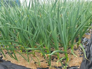 구봉갑산님의 🌱내 작물 자랑하기! · 참여글 작성글 사진