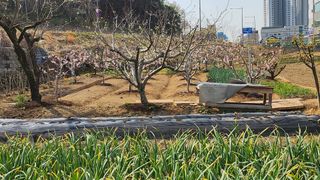 정철환님의 🌱내 작물 자랑하기! · 참여글 작성글 사진