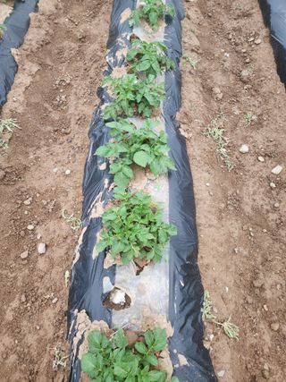 박정석님의 🌱내 작물 자랑하기! · 참여글 작성글 사진