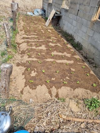 이찬암님의 🌱내 작물 자랑하기! · 참여글 작성글 사진