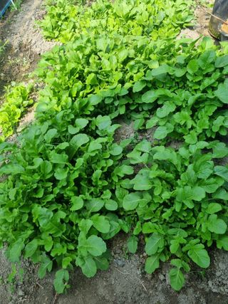 연산나무농장님의 자유주제 · 자유게시판 작성글 사진