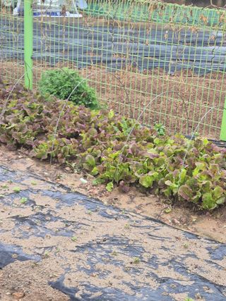 김연숙님의 🌱내 작물 자랑하기!·참여글 작성글 사진