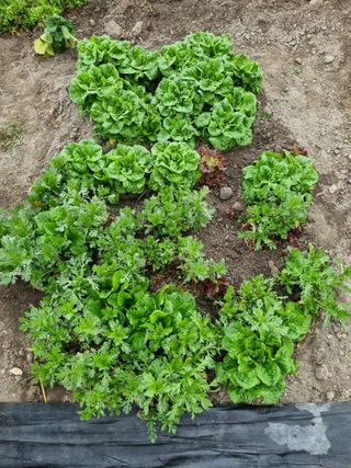 연산나무농장님의 자유주제 · 자유게시판 작성글 사진