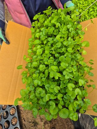 병풍취산채농원님의 자유주제 · 자유게시판 작성글 사진