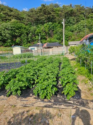 Bmww2226님의 🌱내 작물 자랑하기! · 참여글 작성글 사진