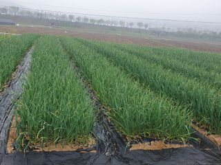 구봉갑산님의 🌱내 작물 자랑하기! · 참여글 작성글 사진