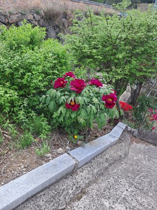 고산국토사랑풀뽑기님의 자유주제 · 자유게시판 작성글 사진