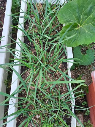 Bmww2226님의 🌱내 작물 자랑하기! · 참여글 작성글 사진