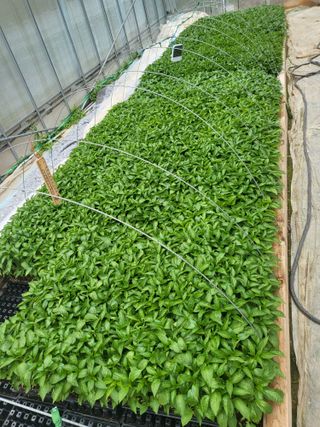 이상욱님의 🌱내 작물 자랑하기! · 참여글 작성글 사진