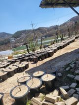 민초피 농원님의 🌱내 작물 자랑하기!·참여글 작성글 사진