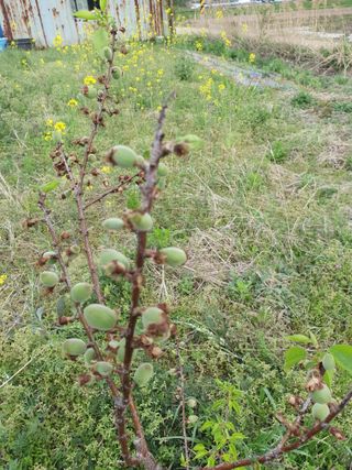 황소머리(노다지)님의 자유주제 · 자유게시판 작성글 사진