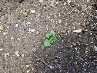 청도군님의 🌱내 작물 자랑하기! · 참여글 작성글 사진