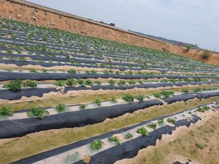 그린팜님의 🌱내 작물 자랑하기! · 참여글 작성글 사진
