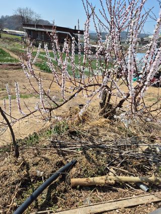 농부님.모두.모두힘님의 🌱내 작물 자랑하기! · 참여글 작성글 사진