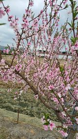 팜모닝 🌱내 작물 자랑하기!·참여글 게시글 이미지