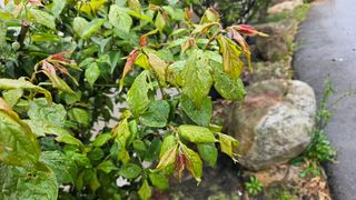 김미옥님의 농사, 무엇이든 물어보세요! · 참여글 작성글 사진