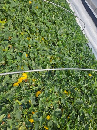 참외님의 🌱내 작물 자랑하기! · 참여글 작성글 사진