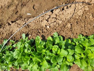 김응택님의 🌱내 작물 자랑하기! · 참여글 작성글 사진