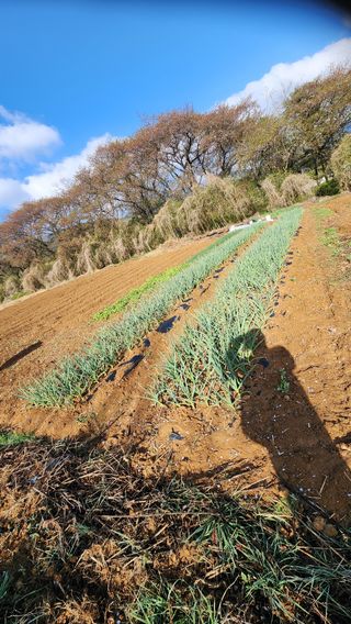 박재성님의 🌱내 작물 자랑하기! · 참여글 작성글 사진