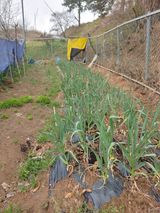 박상현님의 🌱내 작물 자랑하기!·참여글 작성글 사진