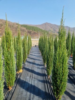 연산나무농장님의 자유주제 · 자유게시판 작성글 사진