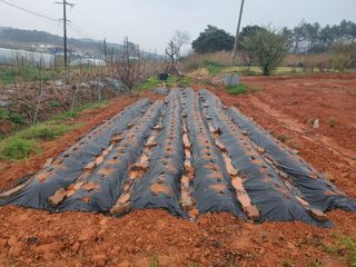 마바리63님의 🌱내 작물 자랑하기! · 참여글 작성글 사진