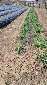 팜모닝 🌱내 작물 자랑하기!·참여글 게시글 이미지