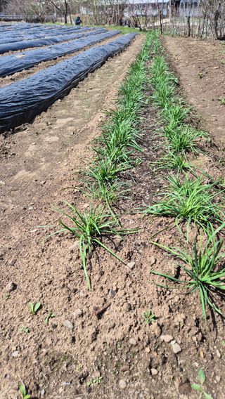 꿈치님의 🌱내 작물 자랑하기! · 참여글 작성글 사진