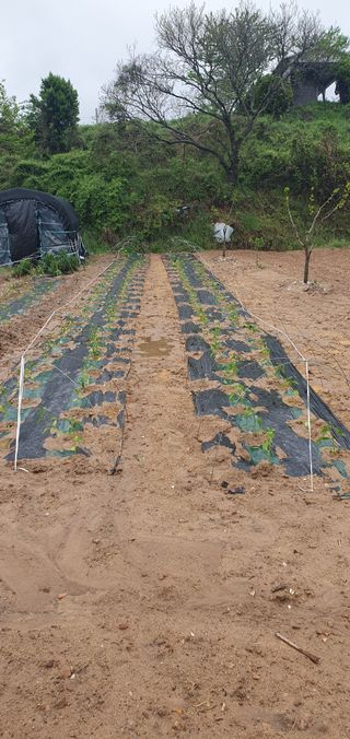 김영진님의 🌱내 작물 자랑하기! · 참여글 작성글 사진