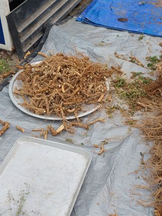 서산팔봉농원님의 자유주제 · 자유게시판 작성글 사진