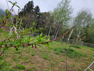 폼만농부님의 복숭아 · 자유게시판 작성글 사진