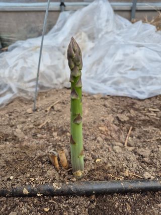 심재연님의 🌱내 작물 자랑하기! · 참여글 작성글 사진