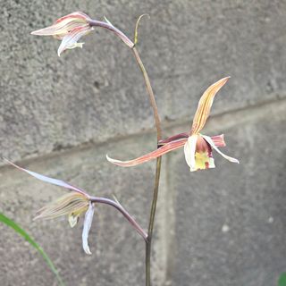 중촌님의 🌱내 작물 자랑하기! · 참여글 작성글 사진