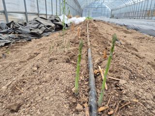 심재연님의 🌱내 작물 자랑하기! · 참여글 작성글 사진