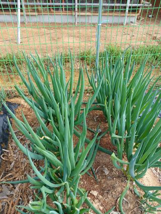 상원(尙沅)님의 자유주제 · 사진전 작성글 사진