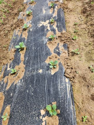 장안님의 🌱내 작물 자랑하기! · 참여글 작성글 사진