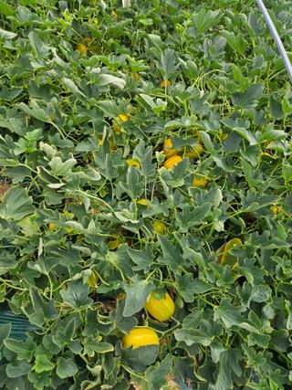 참외님의 🌱내 작물 자랑하기! · 참여글 작성글 사진